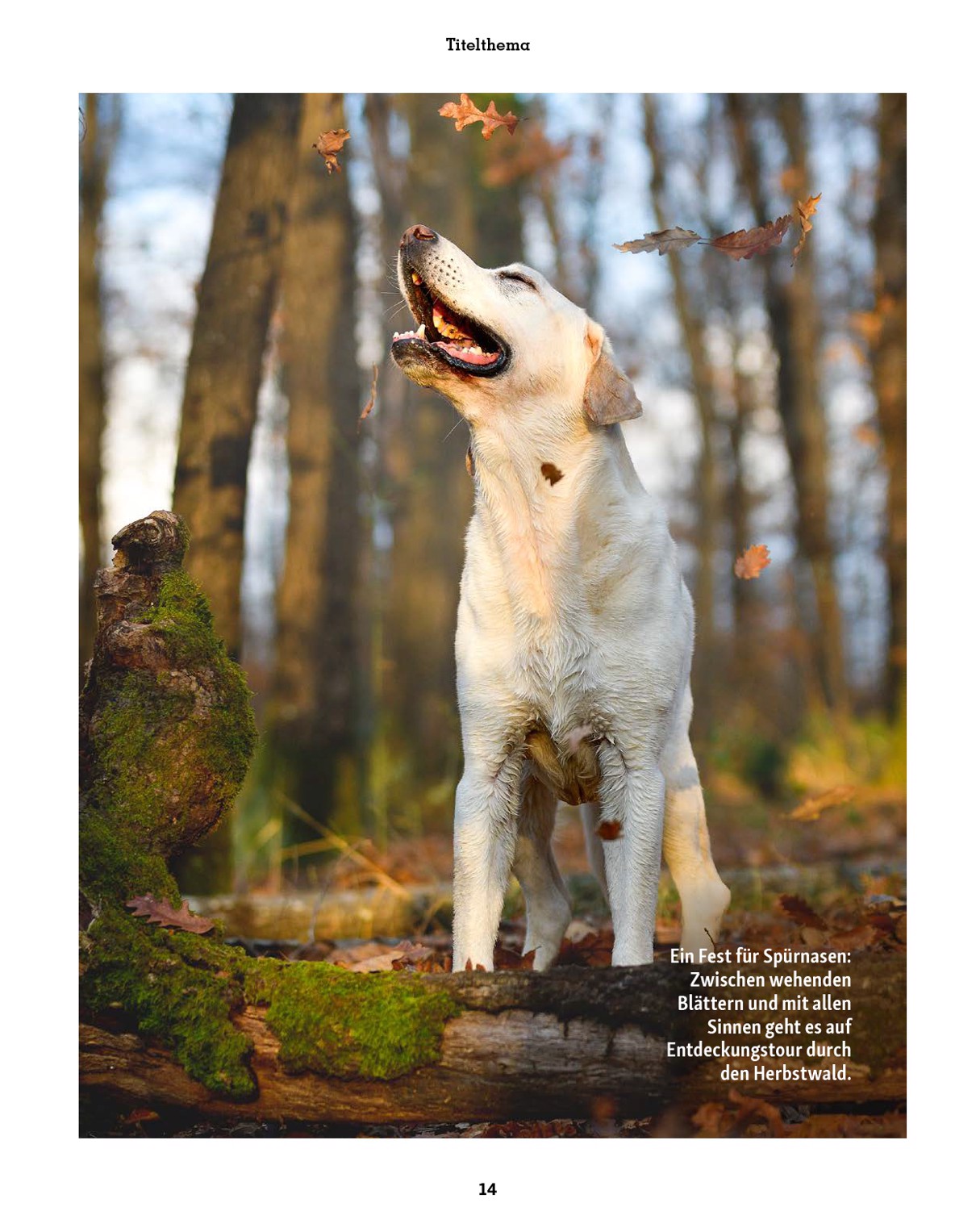 fressnapf - Fressnapf - Friends Magazin-Prospekt gültig vom 01.09. bis 31.10. - page: 14