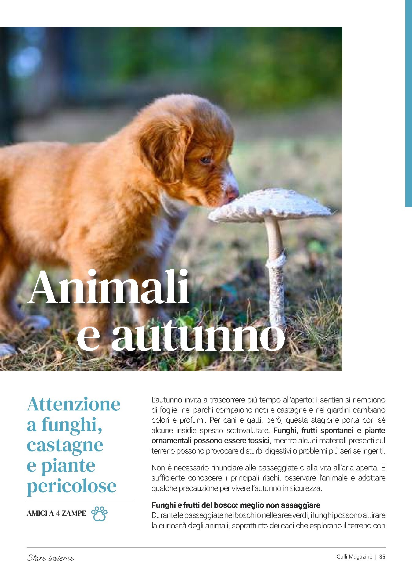 gulliver - Volantino attuale di Gulliver - Gulli Ottobre valido dal giovedì 01/10/2026 al sabato 31/10/2026 - page: 85