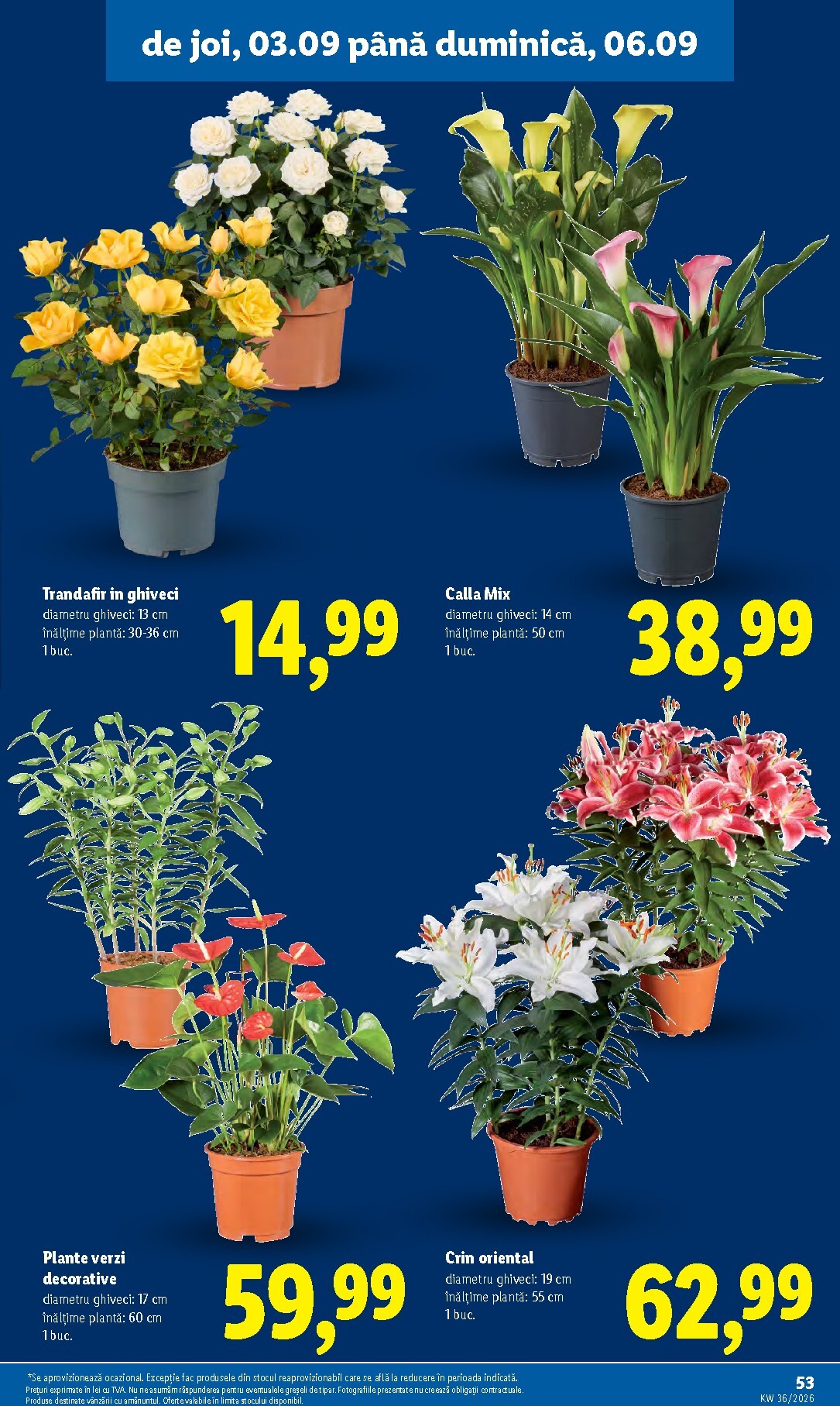lidl - Lidl pliante pentru săptămâna viitoare de la luni 31.08.2026 până la duminică 06.09.2026 - page: 53
