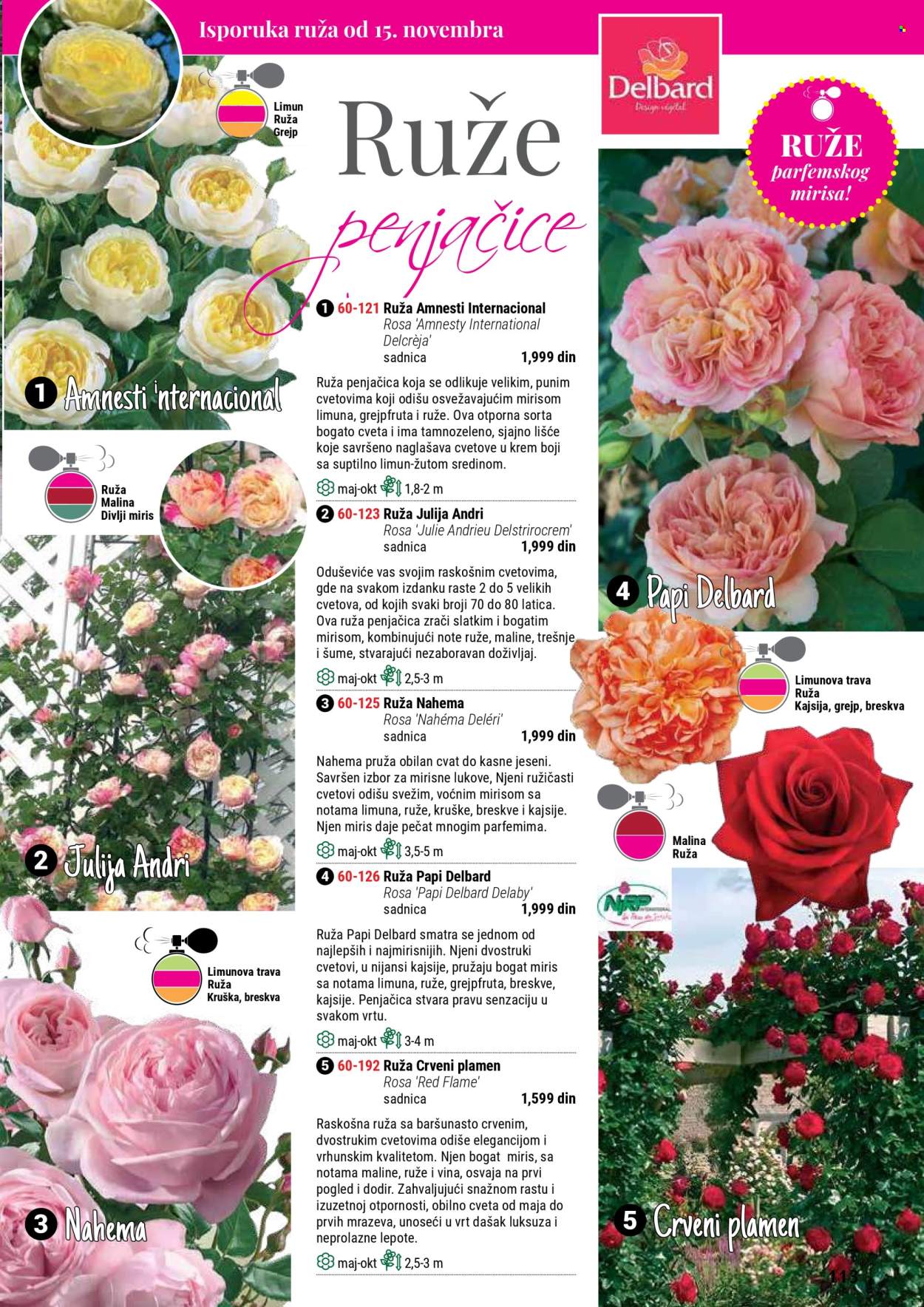 flora-ekspres - Flora Ekspres katalog septembar 2025 - page: 113