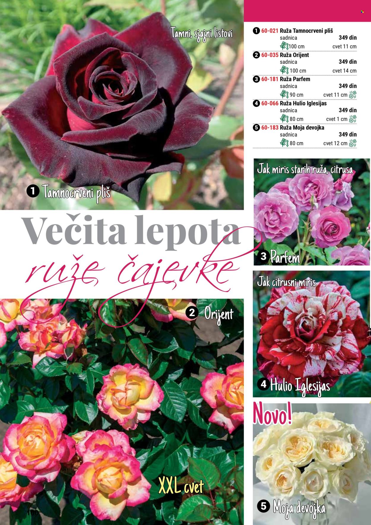 flora-ekspres - Flora Ekspres katalog septembar 2025 - page: 100