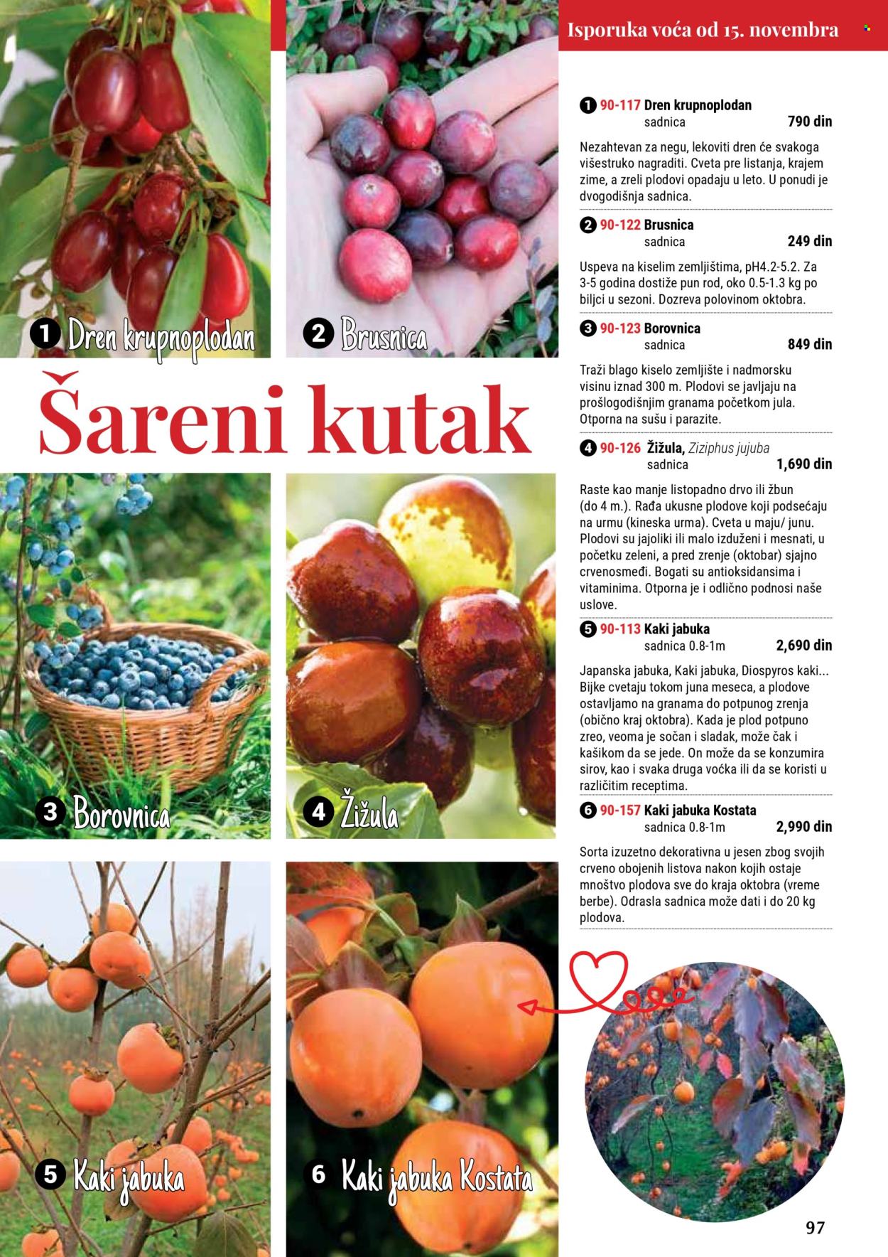 flora-ekspres - Flora Ekspres katalog septembar 2025 - page: 97