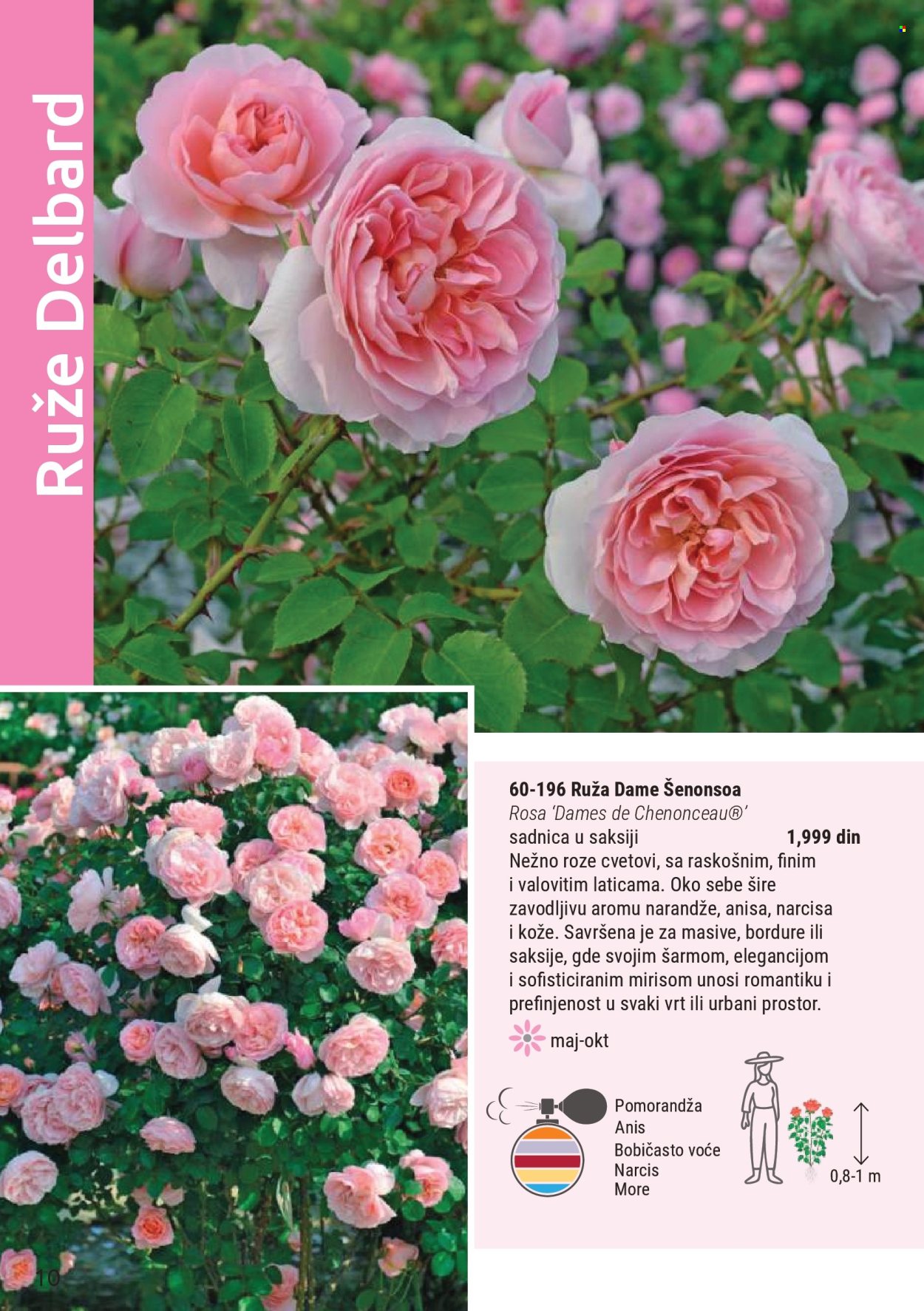 flora-ekspres - Flora Ekspres katalog novembar 2025 - page: 10