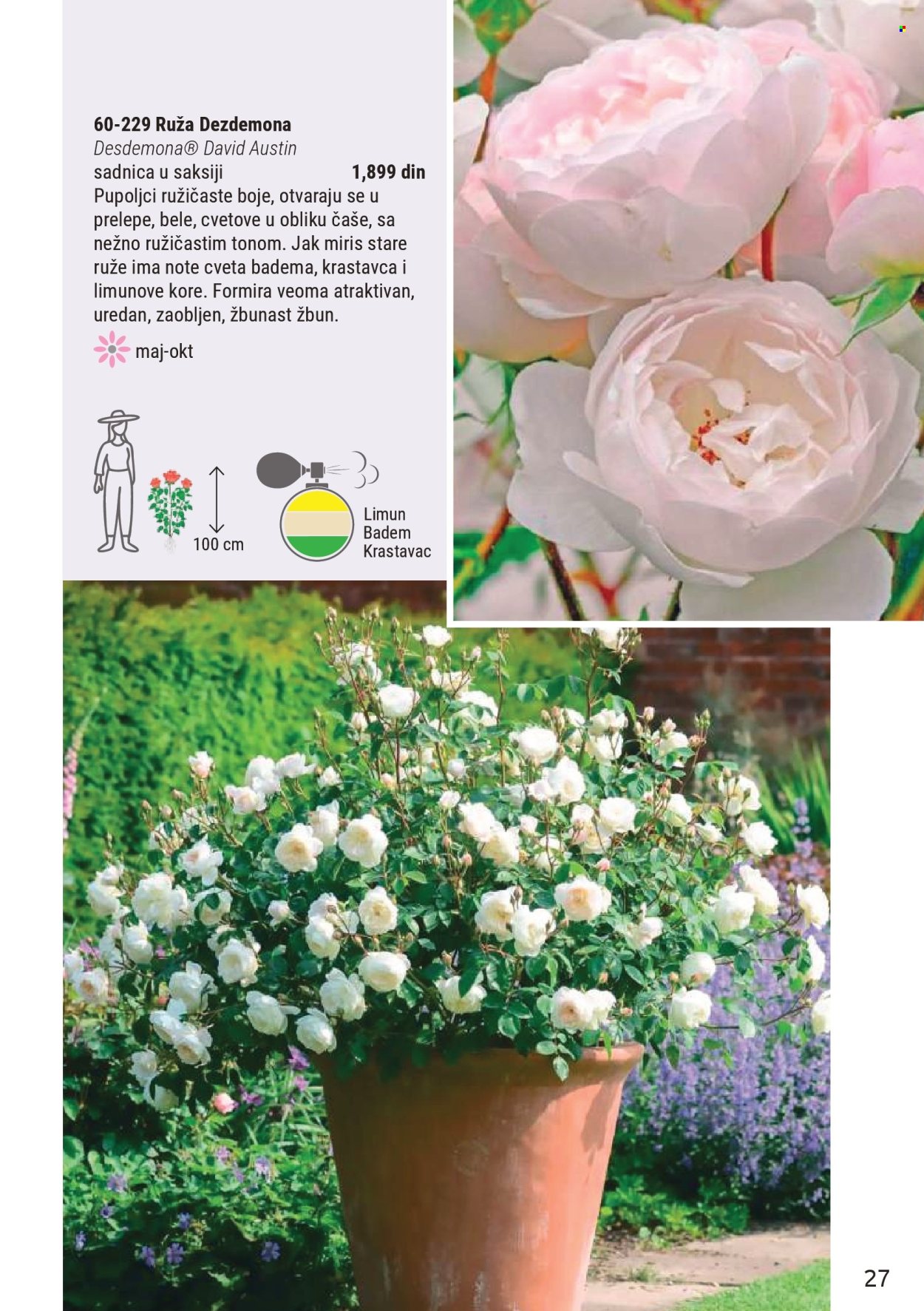 flora-ekspres - Flora Ekspres katalog novembar 2025 - page: 27
