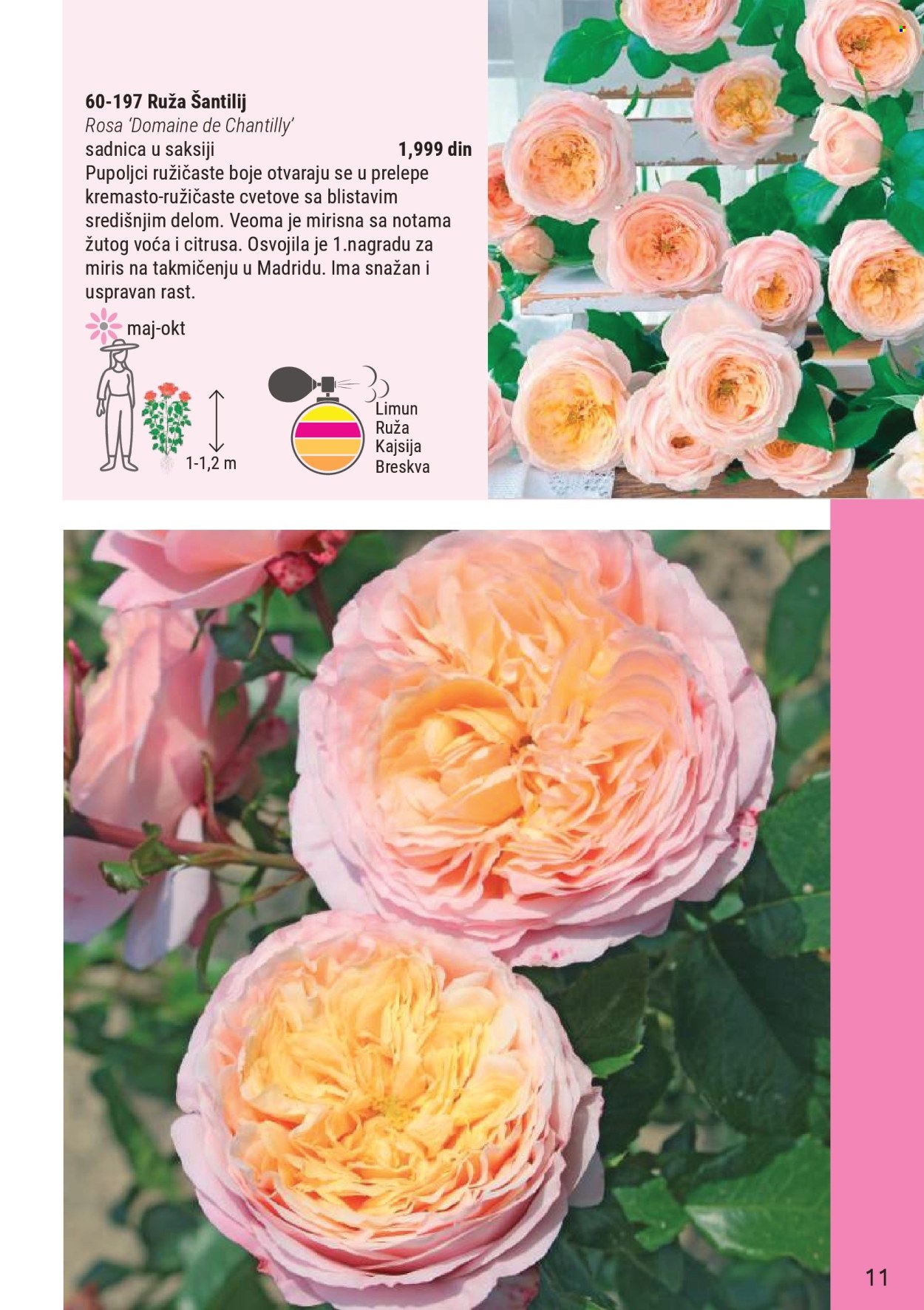 flora-ekspres - Flora Ekspres katalog novembar 2025 - page: 11