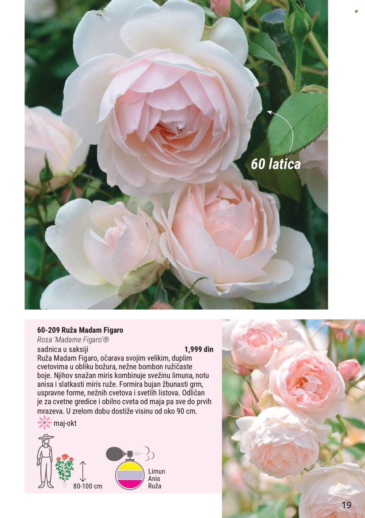 flora-ekspres - Flora Ekspres katalog novembar 2025 - page: 19