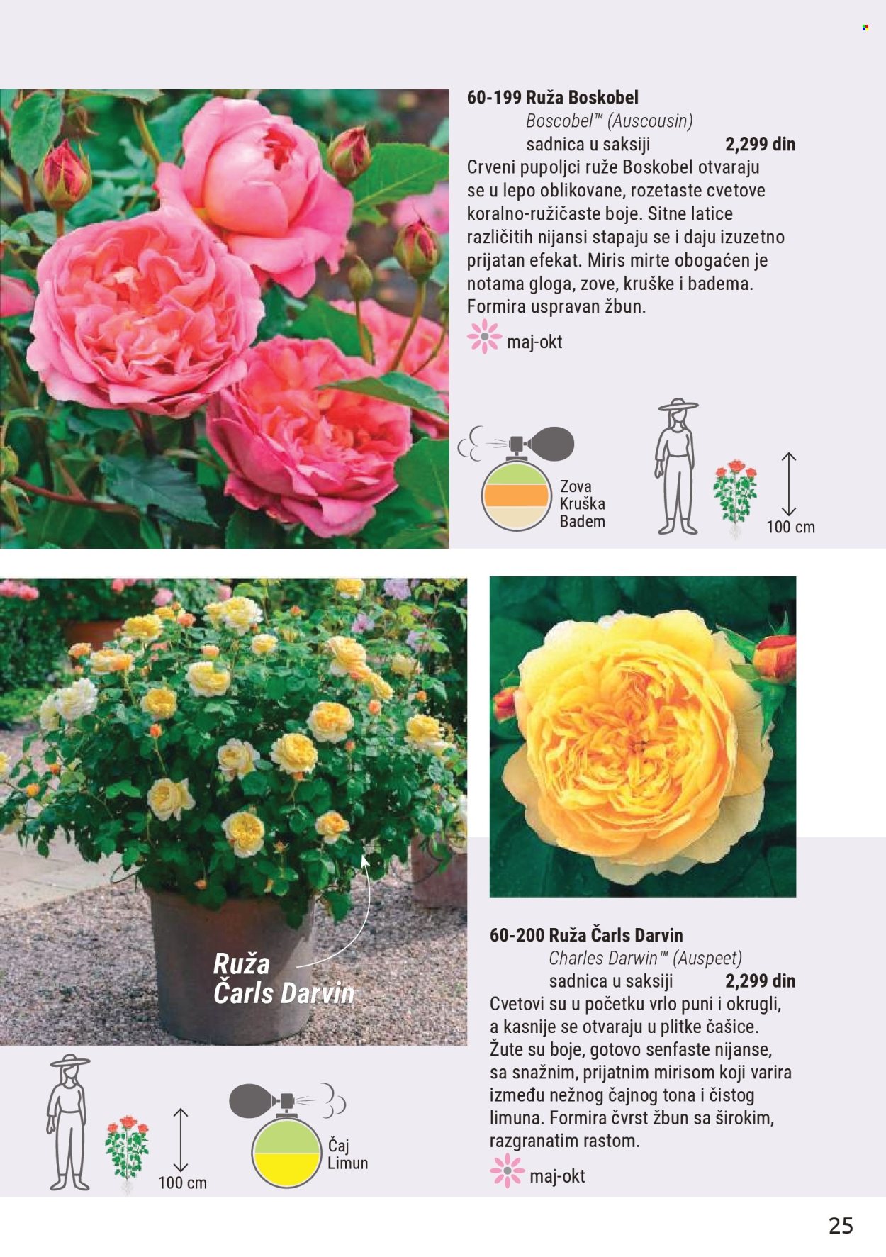 flora-ekspres - Flora Ekspres katalog novembar 2025 - page: 25