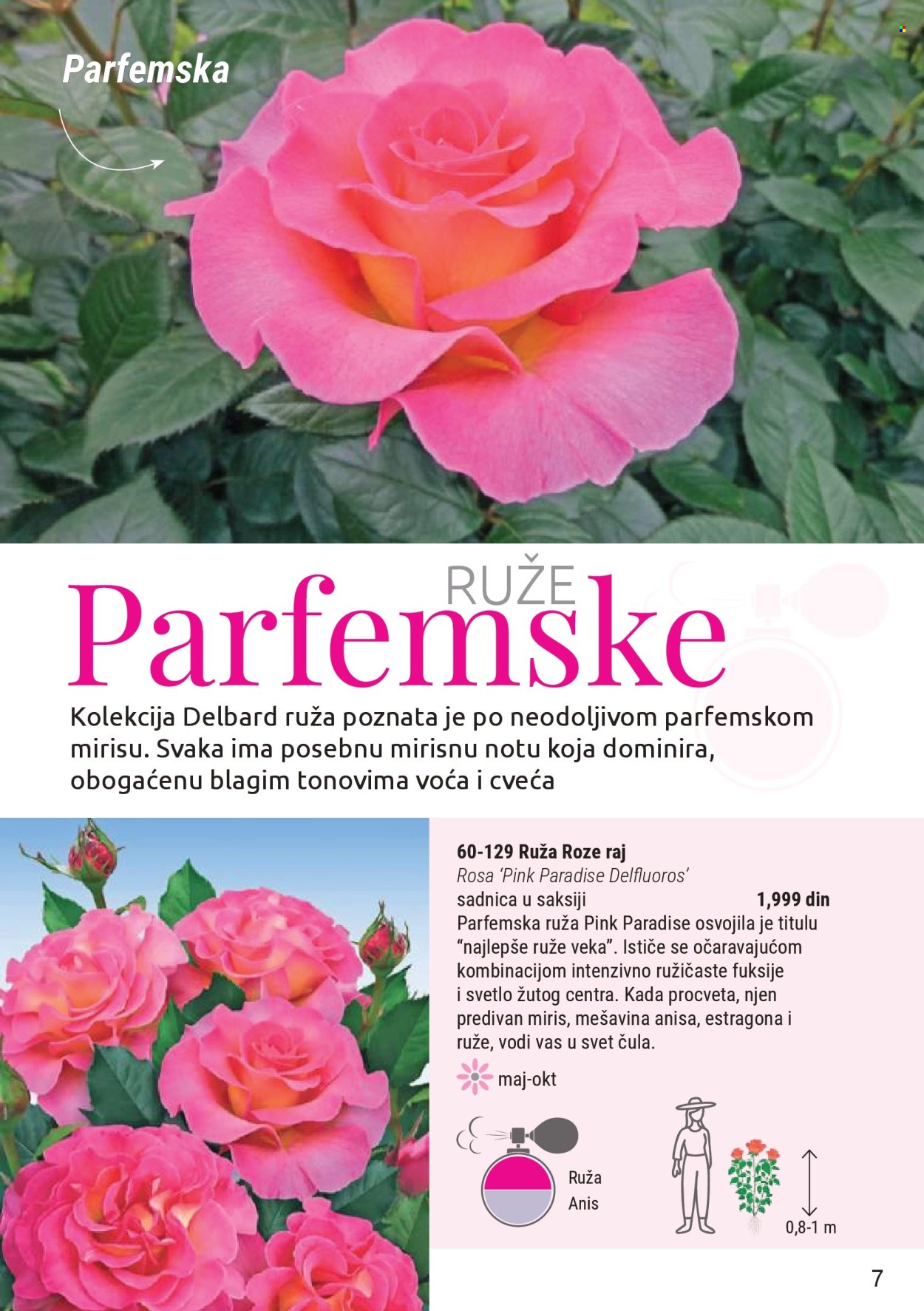 flora-ekspres - Flora Ekspres katalog novembar 2025 - page: 7
