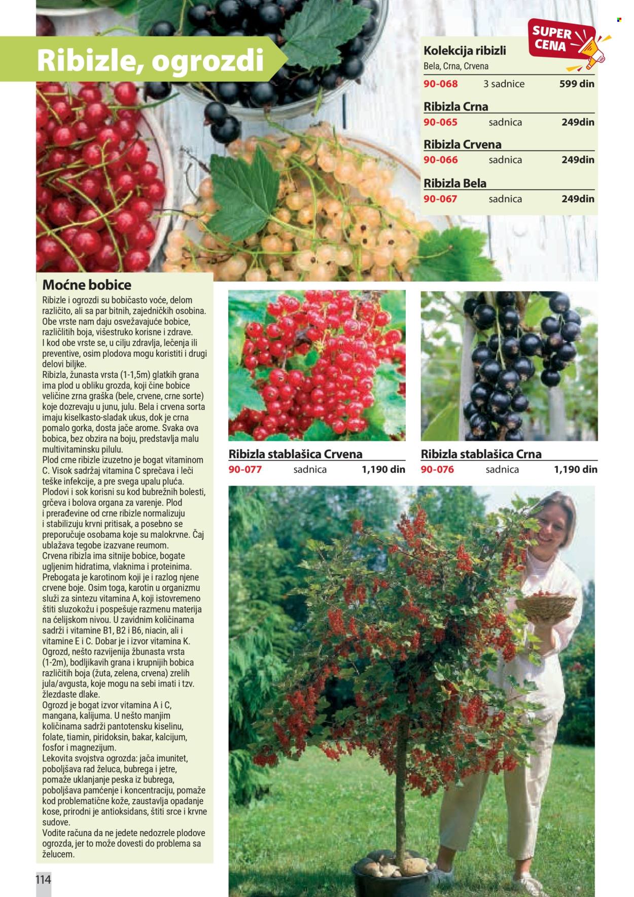 flora-ekspres - Flora Ekspres katalog februar 2026 - page: 114
