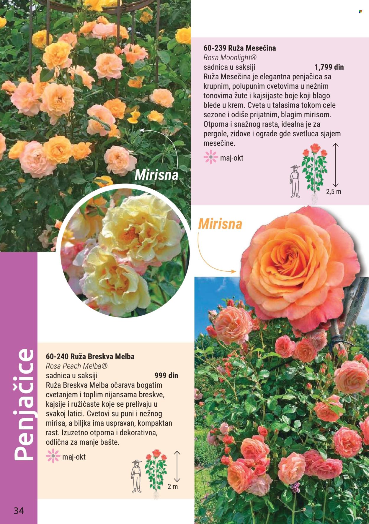 flora-ekspres - Flora Ekspres katalog mart 2026 - page: 34