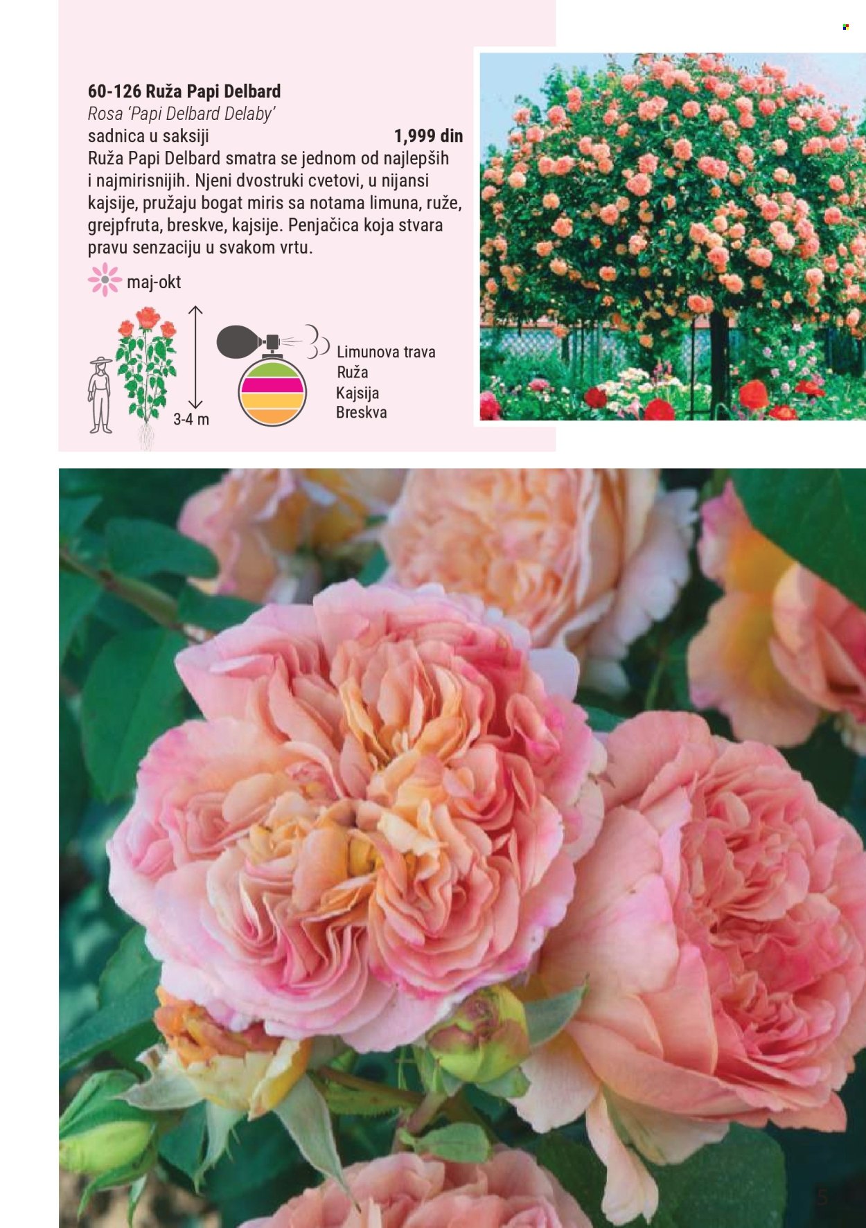 flora-ekspres - Flora Ekspres katalog mart 2026 - page: 5