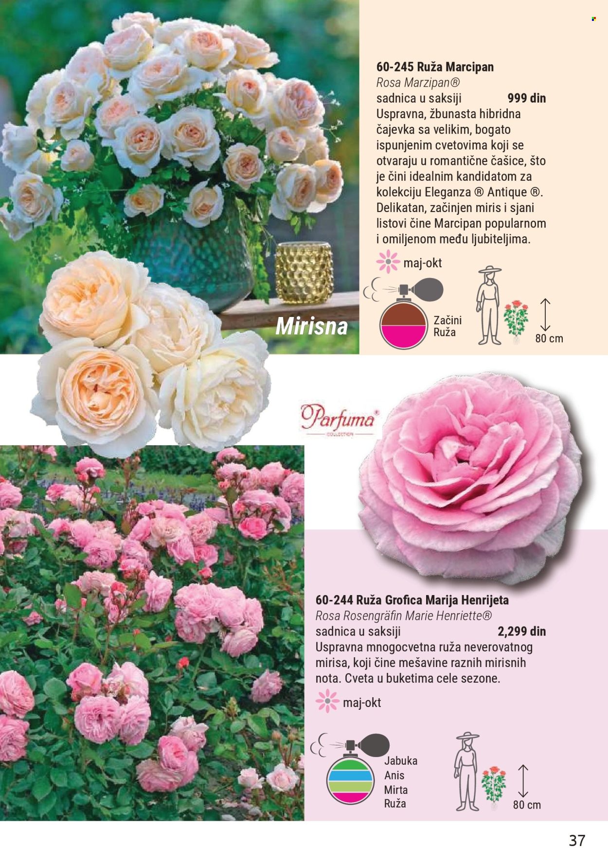 flora-ekspres - Flora Ekspres katalog mart 2026 - page: 37