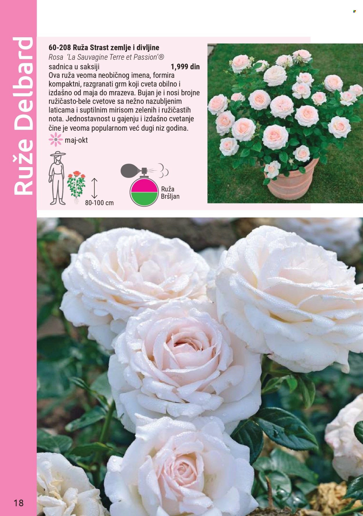 flora-ekspres - Flora Ekspres katalog mart 2026 - page: 18