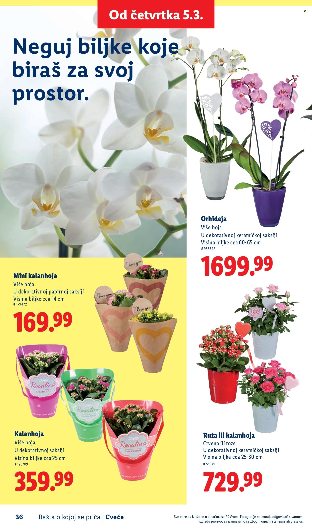 lidl - Lidl katalog mart 2026 - page: 36