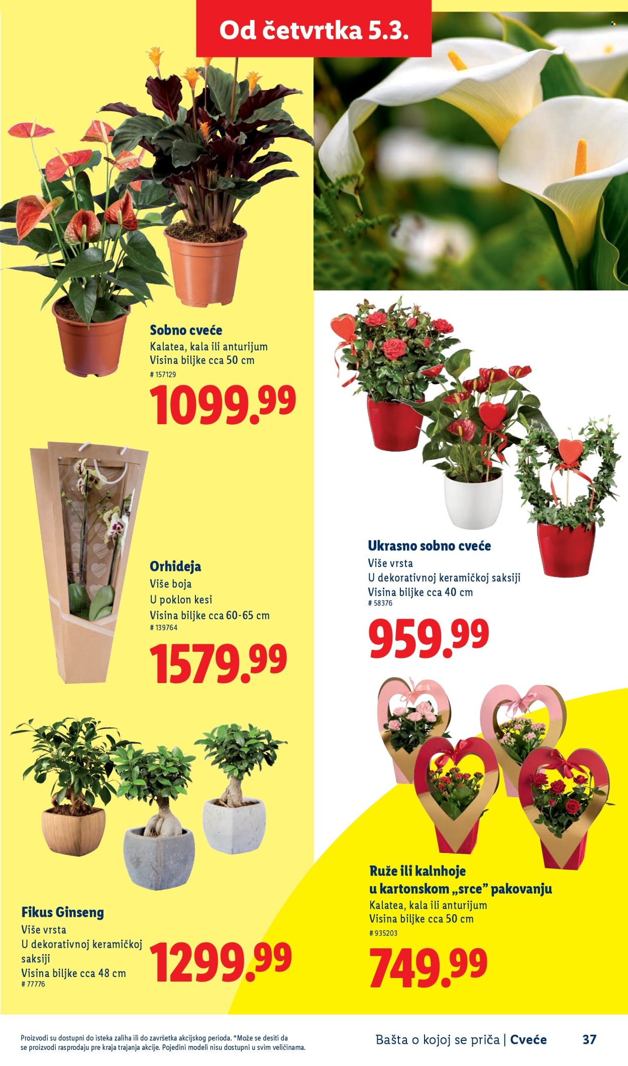 lidl - Lidl katalog mart 2026 - page: 37