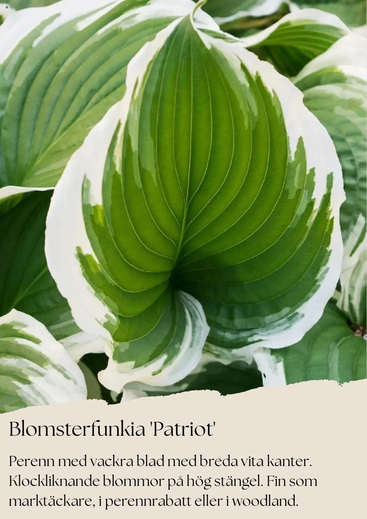 plantagen - Plantagen - erbjudanden från 01/08/2025 - page: 9